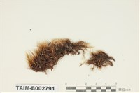 藏品(曲尾苔科)的圖片